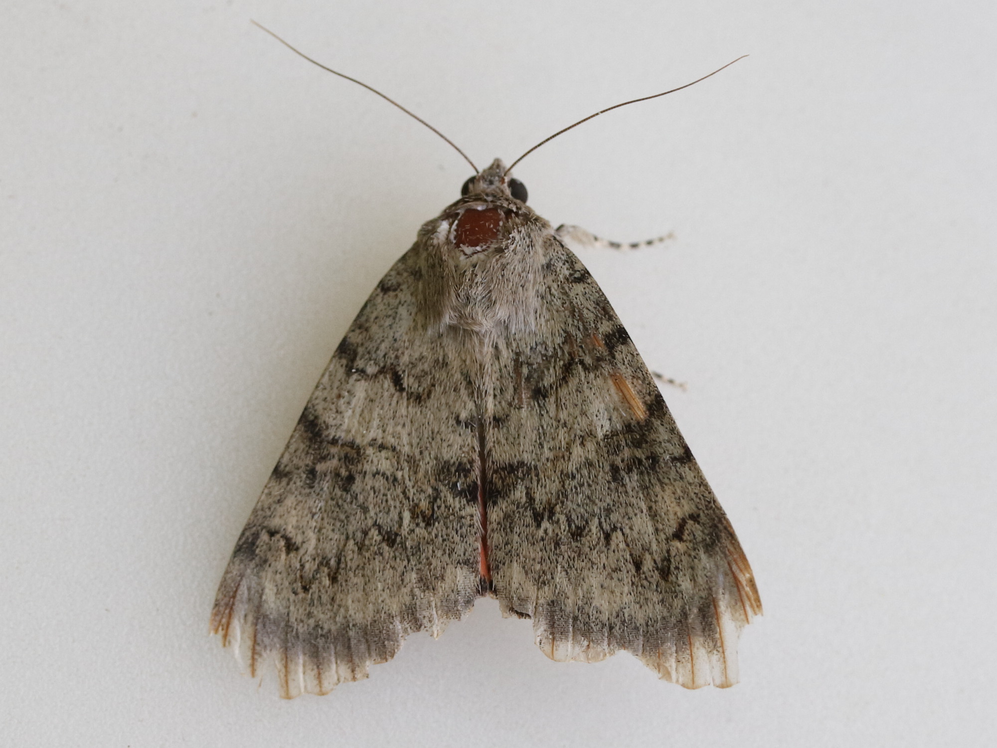 catocala_puerpera1md