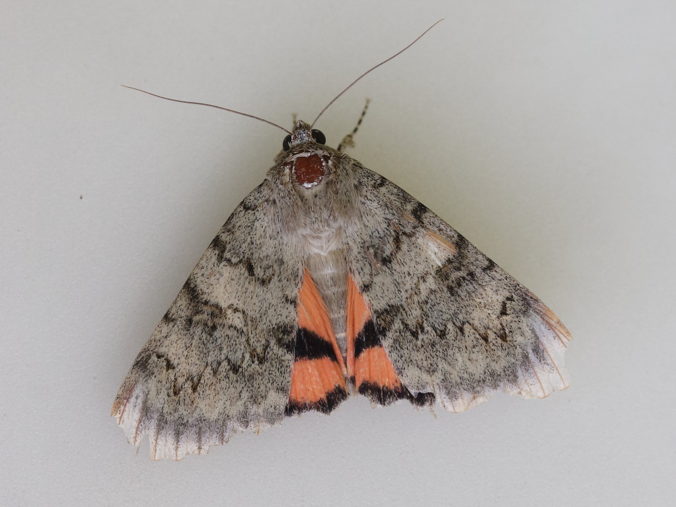 catocala_puerpera2md