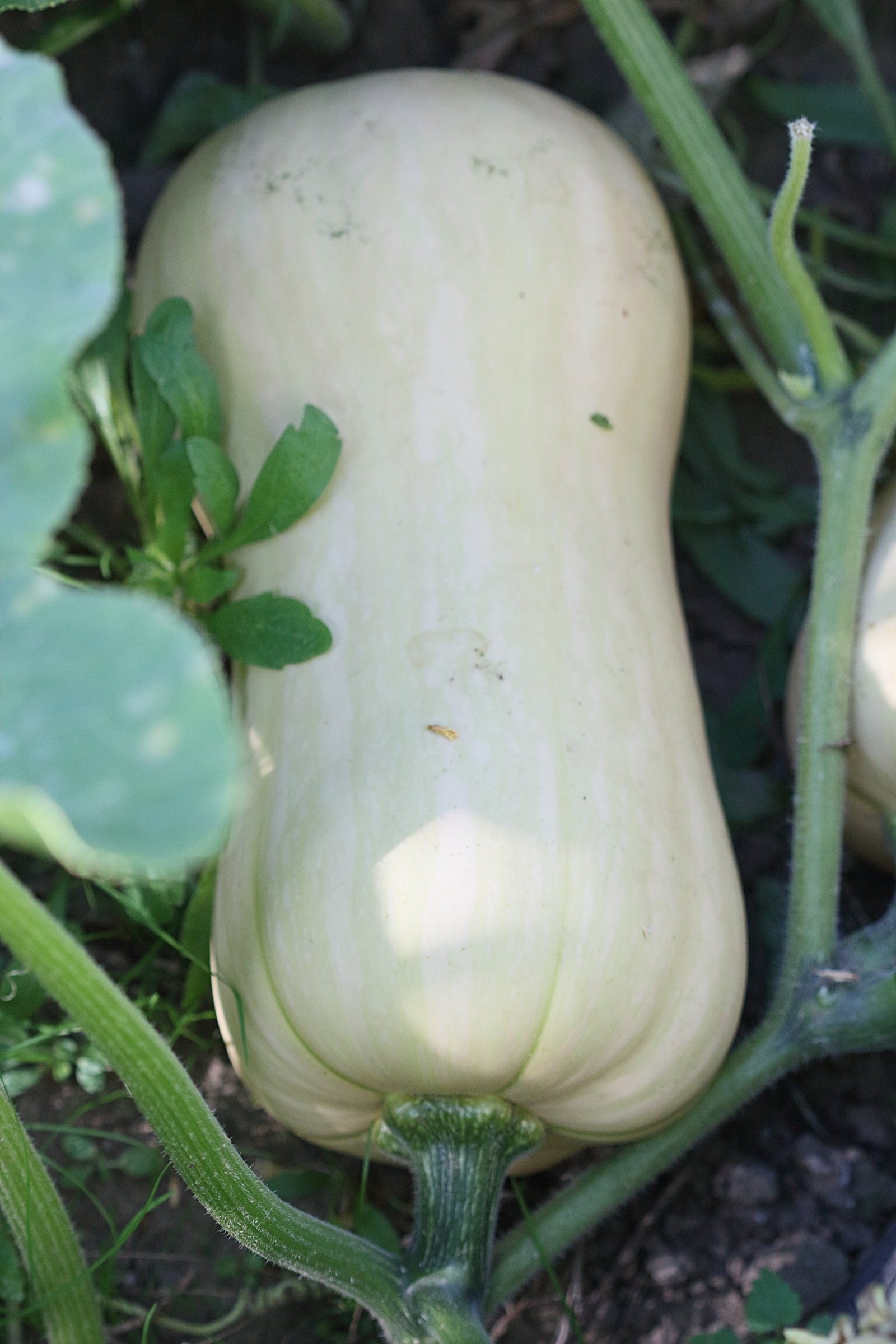 cucurbita_moschata5md