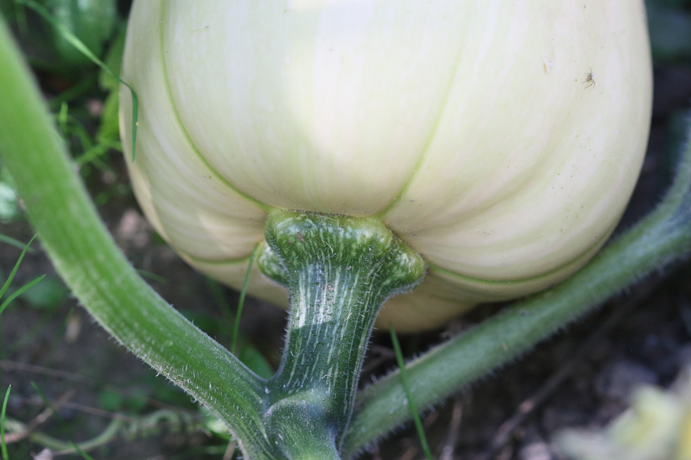 cucurbita_moschata6md
