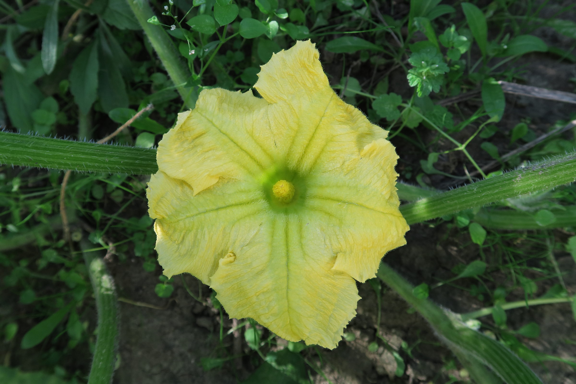 cucurbita_moschata7md