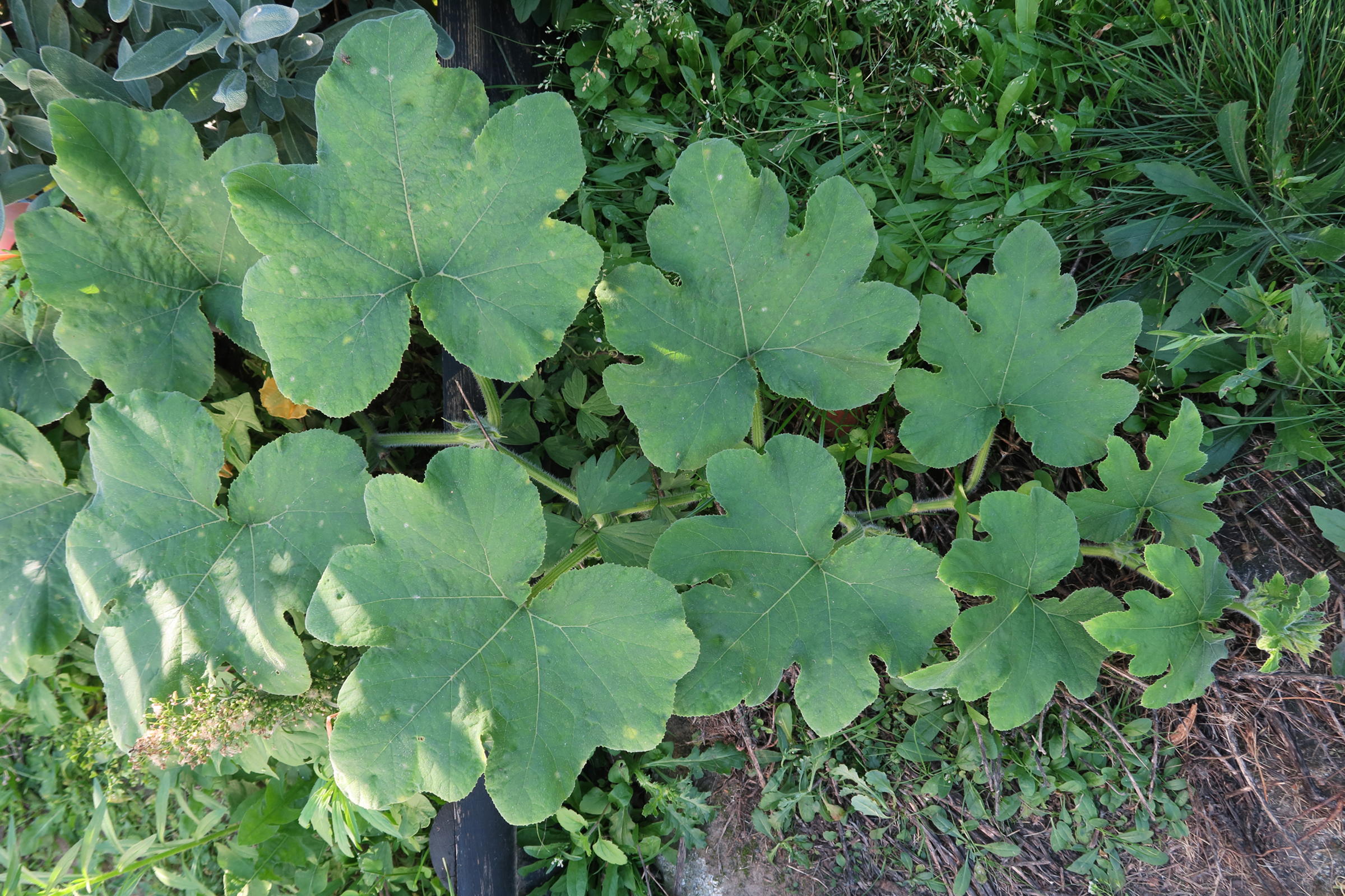 cucurbita_moschata8md