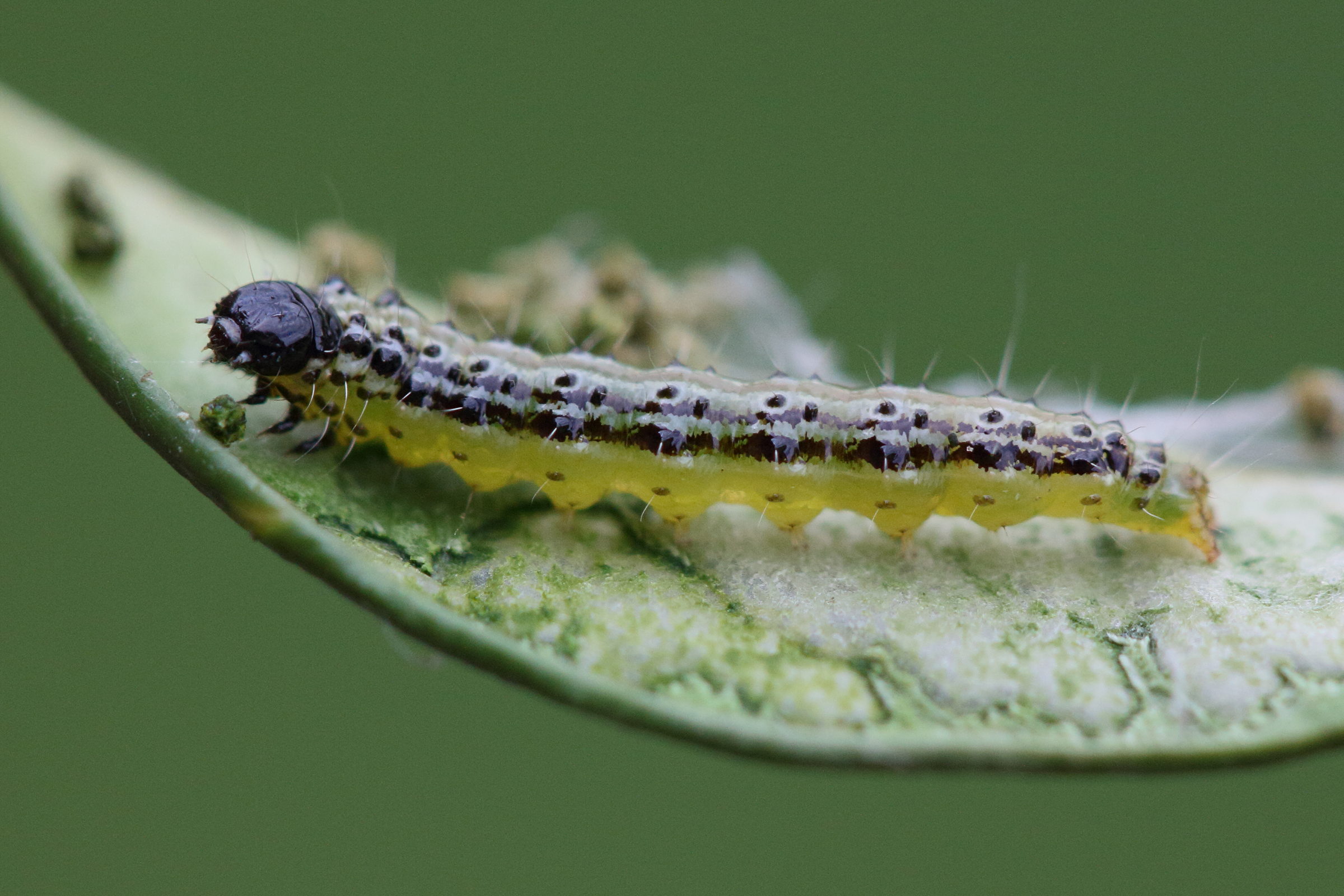 cydalima_perspectalis_ch3md