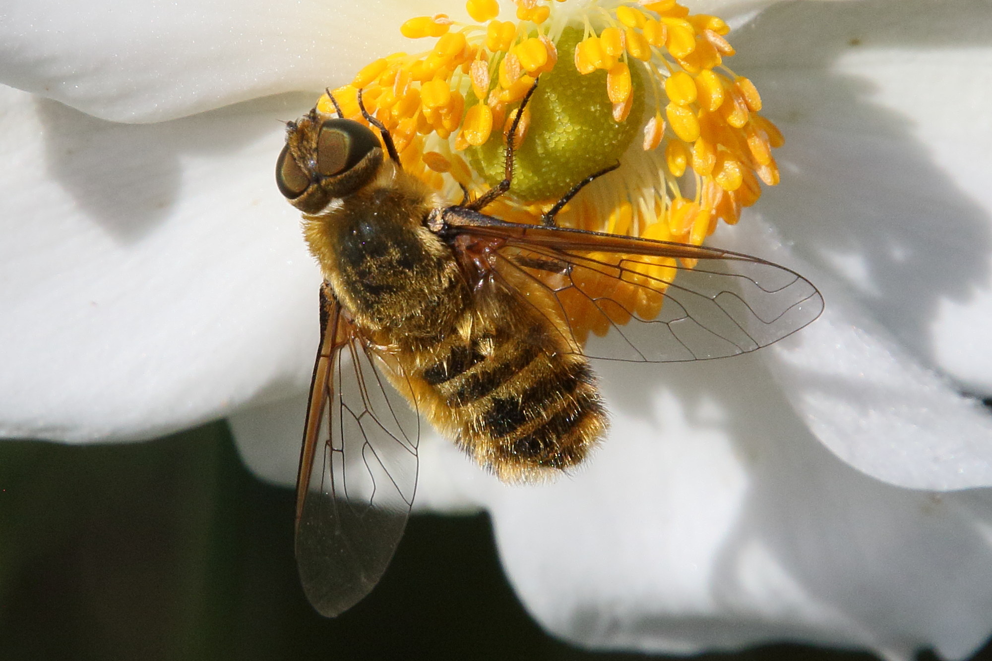 villa_hottentotta3md