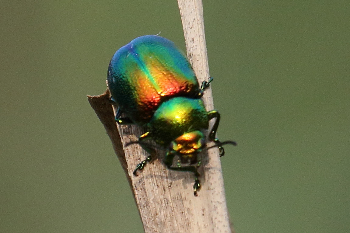 chrysolina_fastuosa1bd1