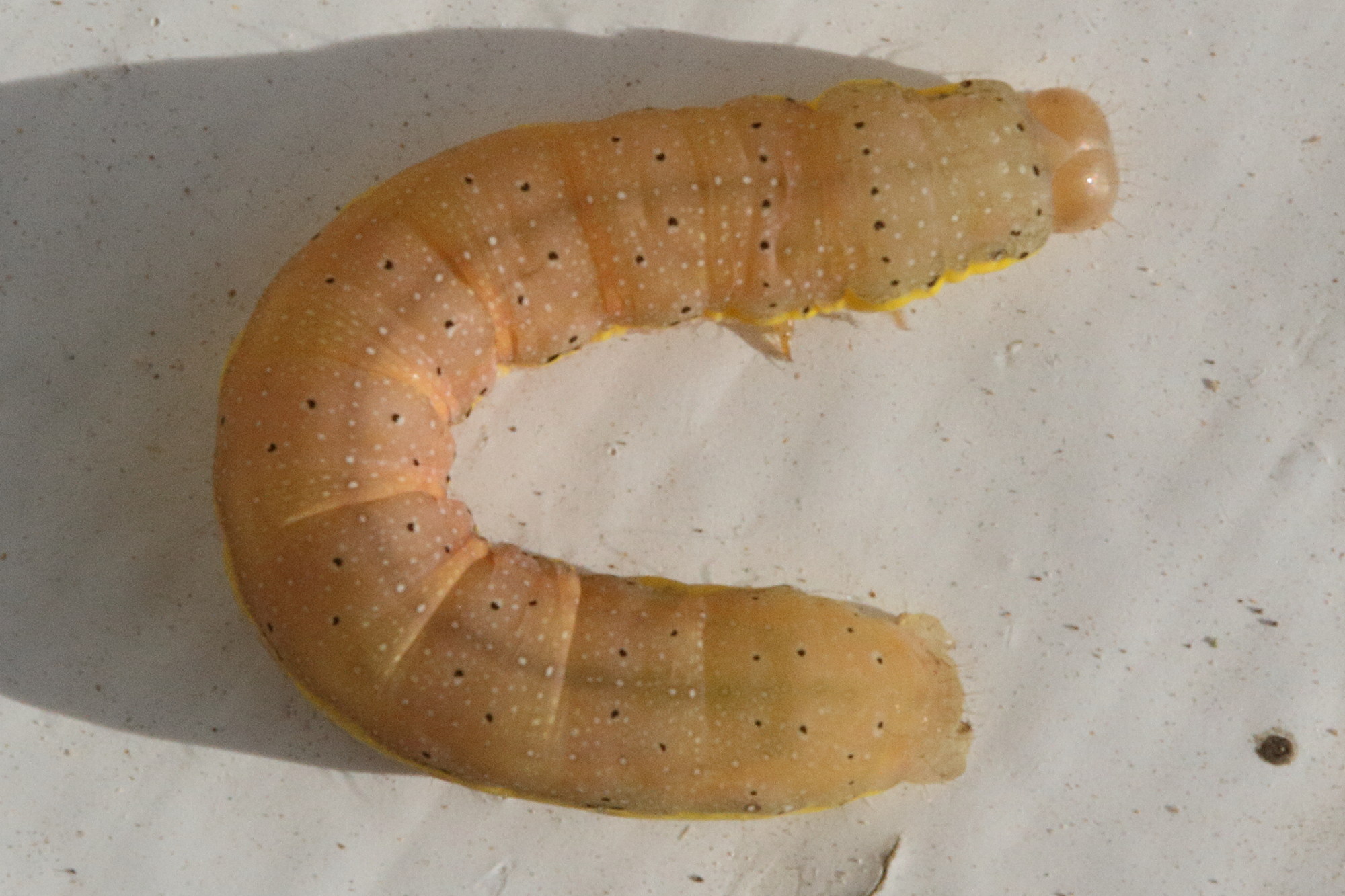 lacanobia_oleracea7md