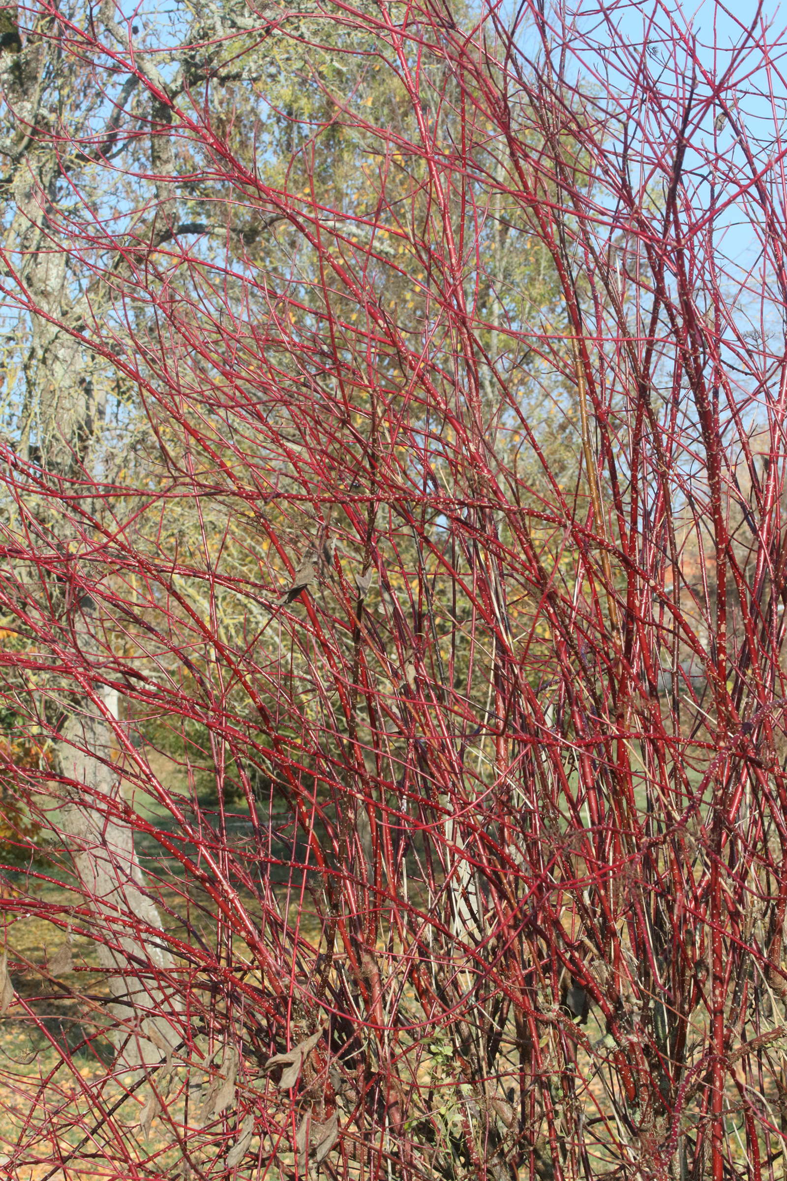 cornus_sanguinea6md