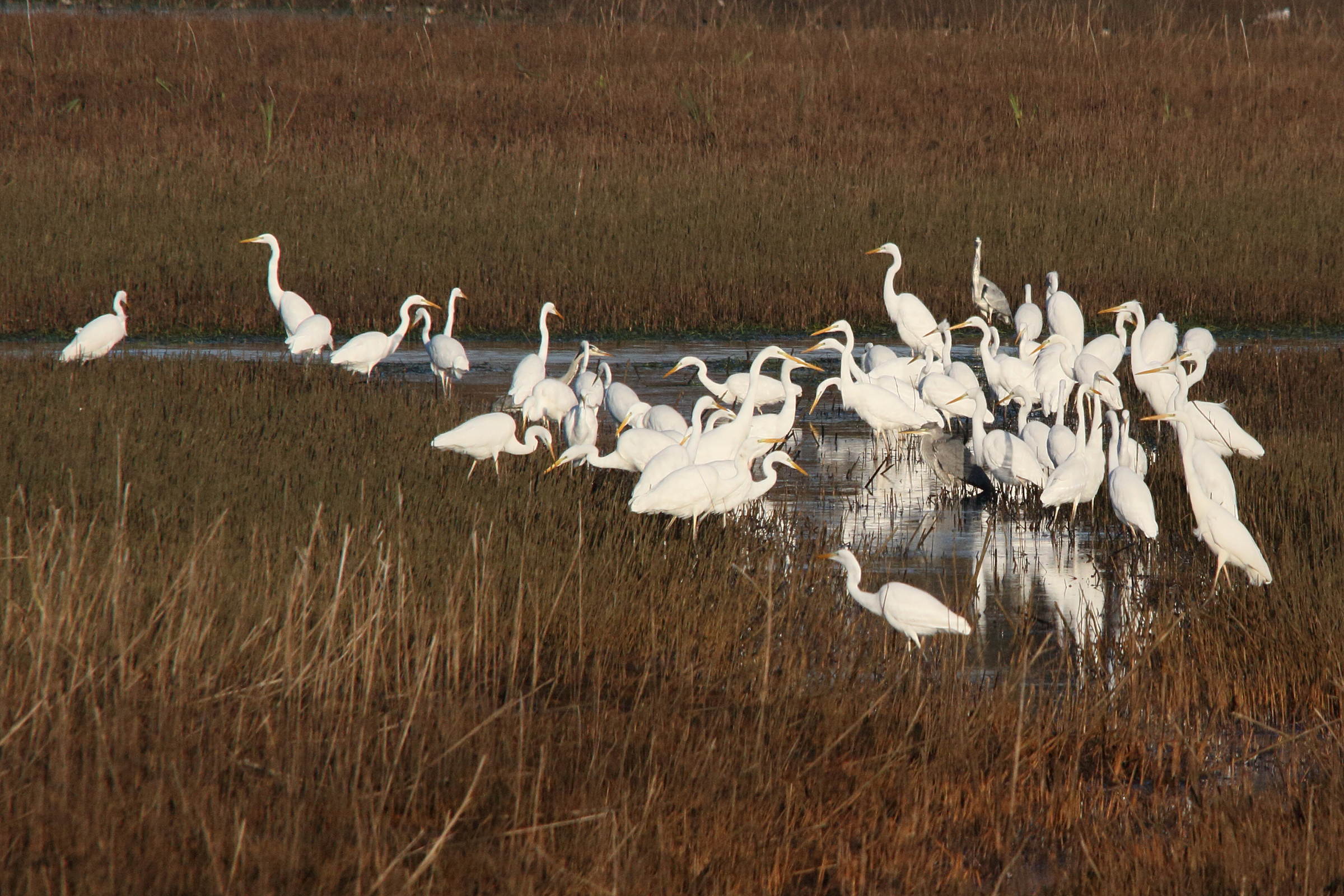 grande_aigrette_-_ardea_alba11md