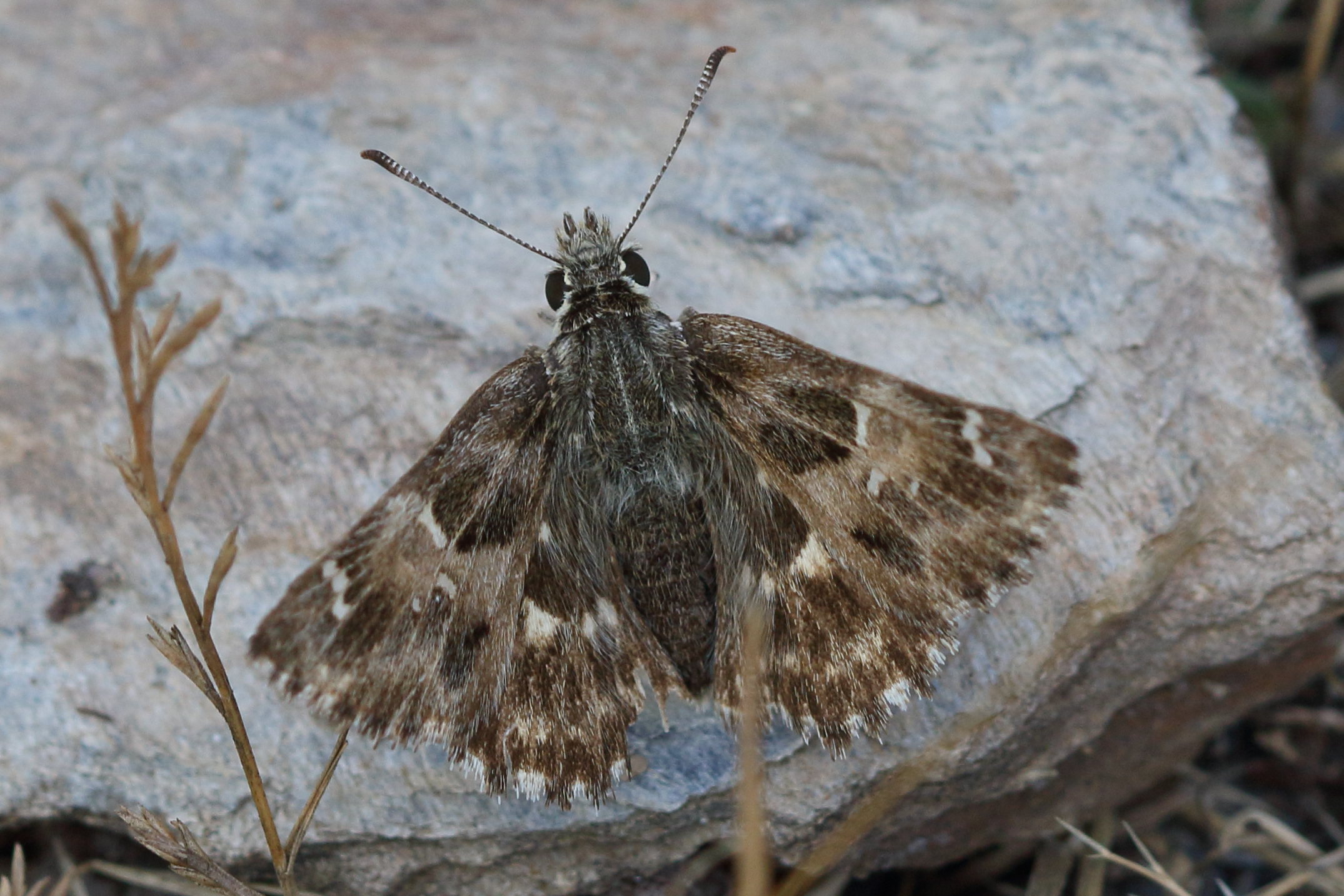 carcharodus_floccifera2bd