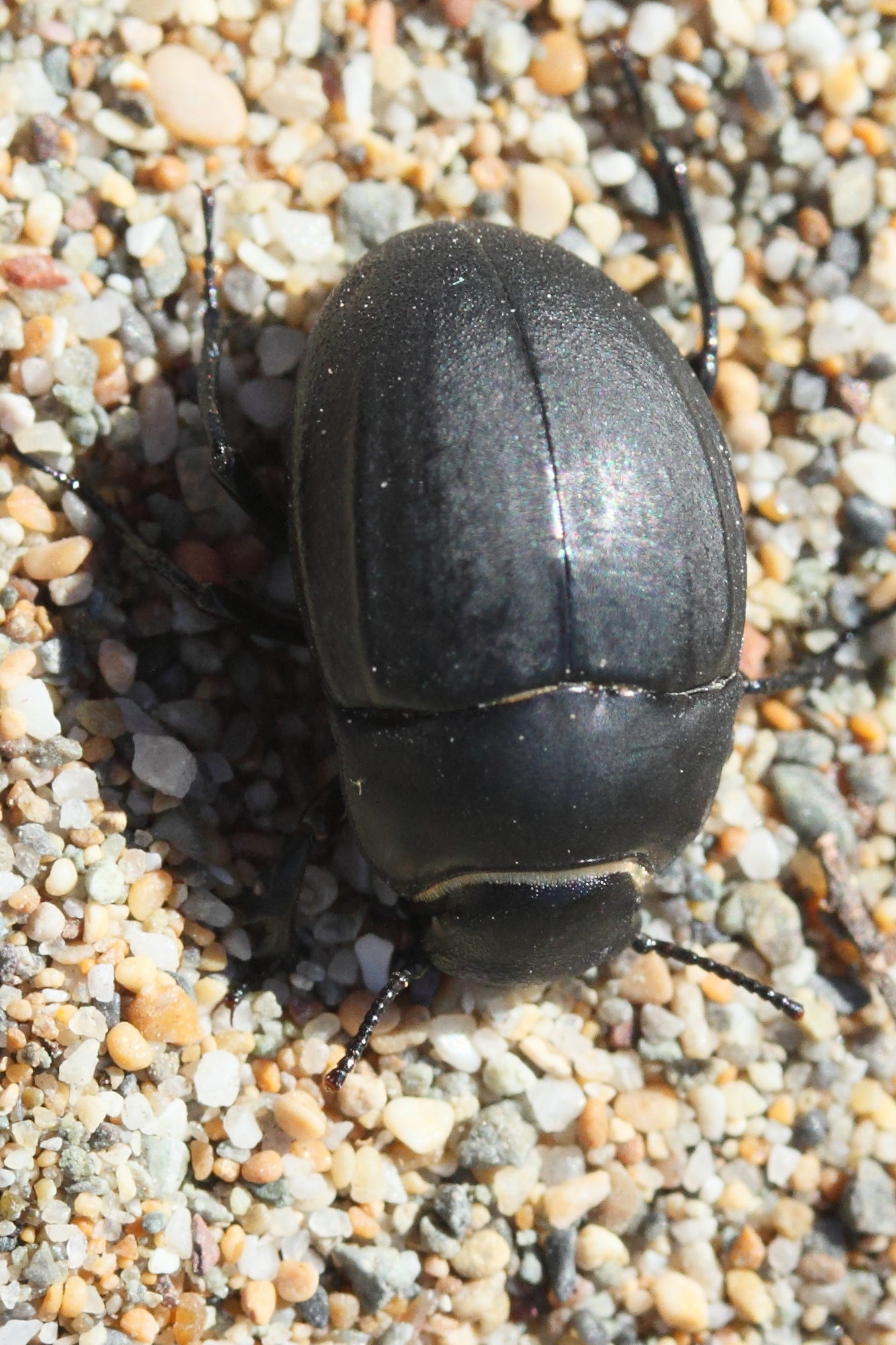 erodius_orientalis3md