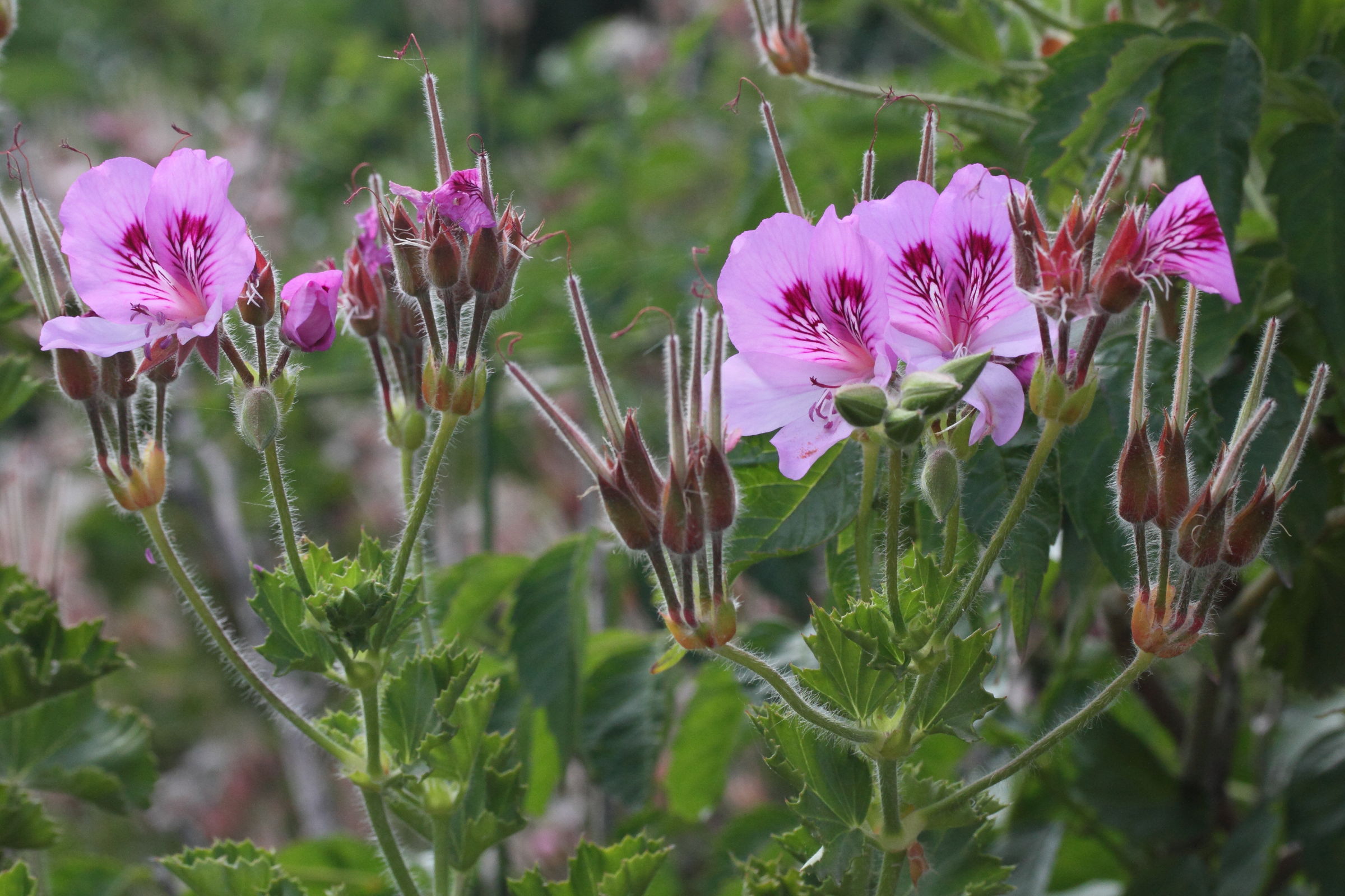 pelargonium_odoratissimummd