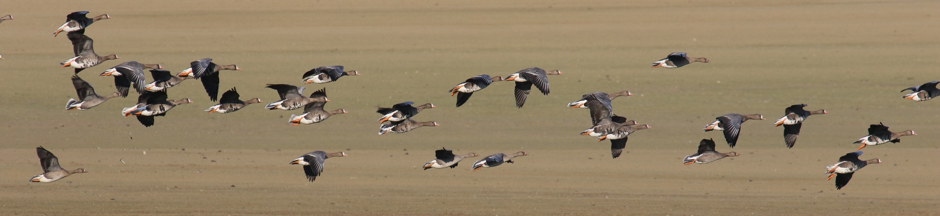 oie_rieuse_-_anser_albifrons6bd