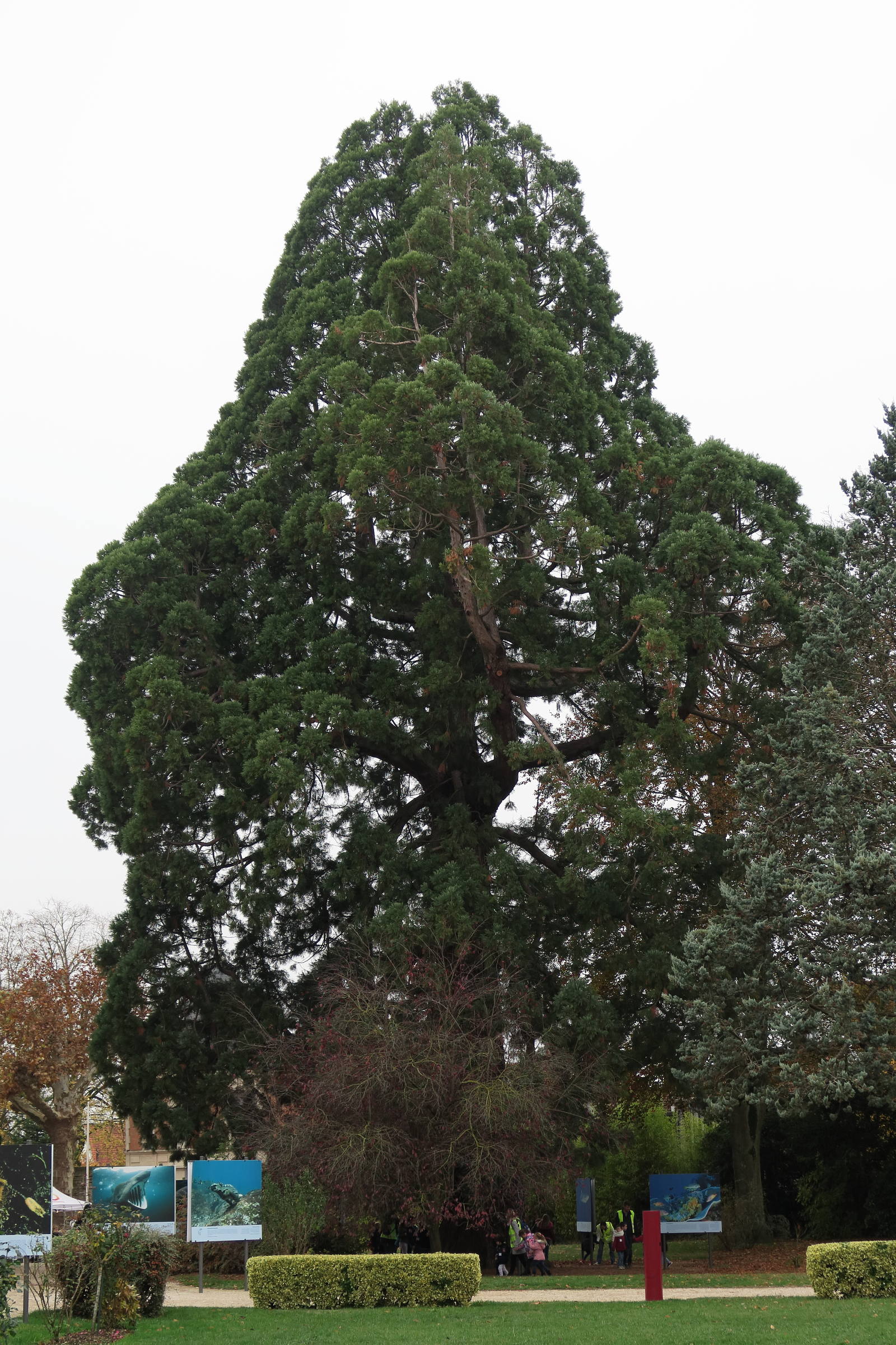 sequoiadendron_giganteum8md