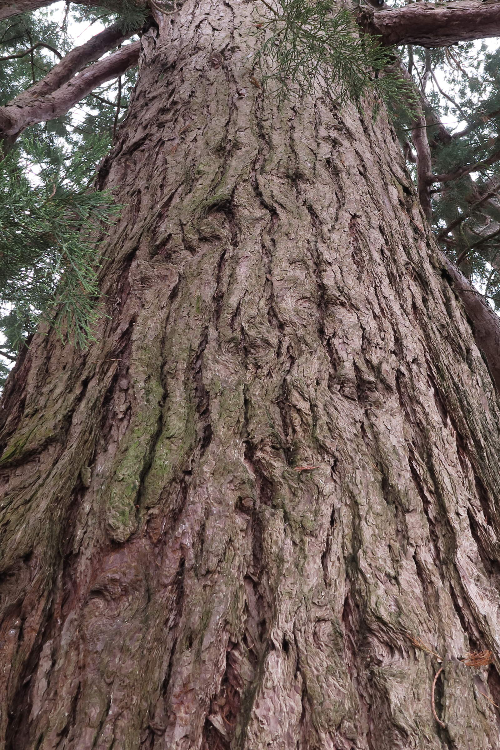 sequoiadendron_giganteum9md