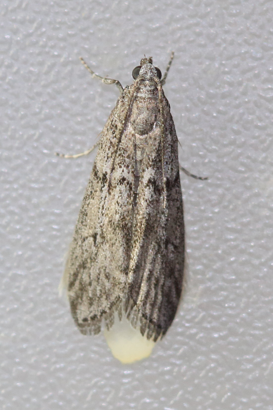 Afficher le média ephestia_kuehniella1md ephestia_kuehniella1md