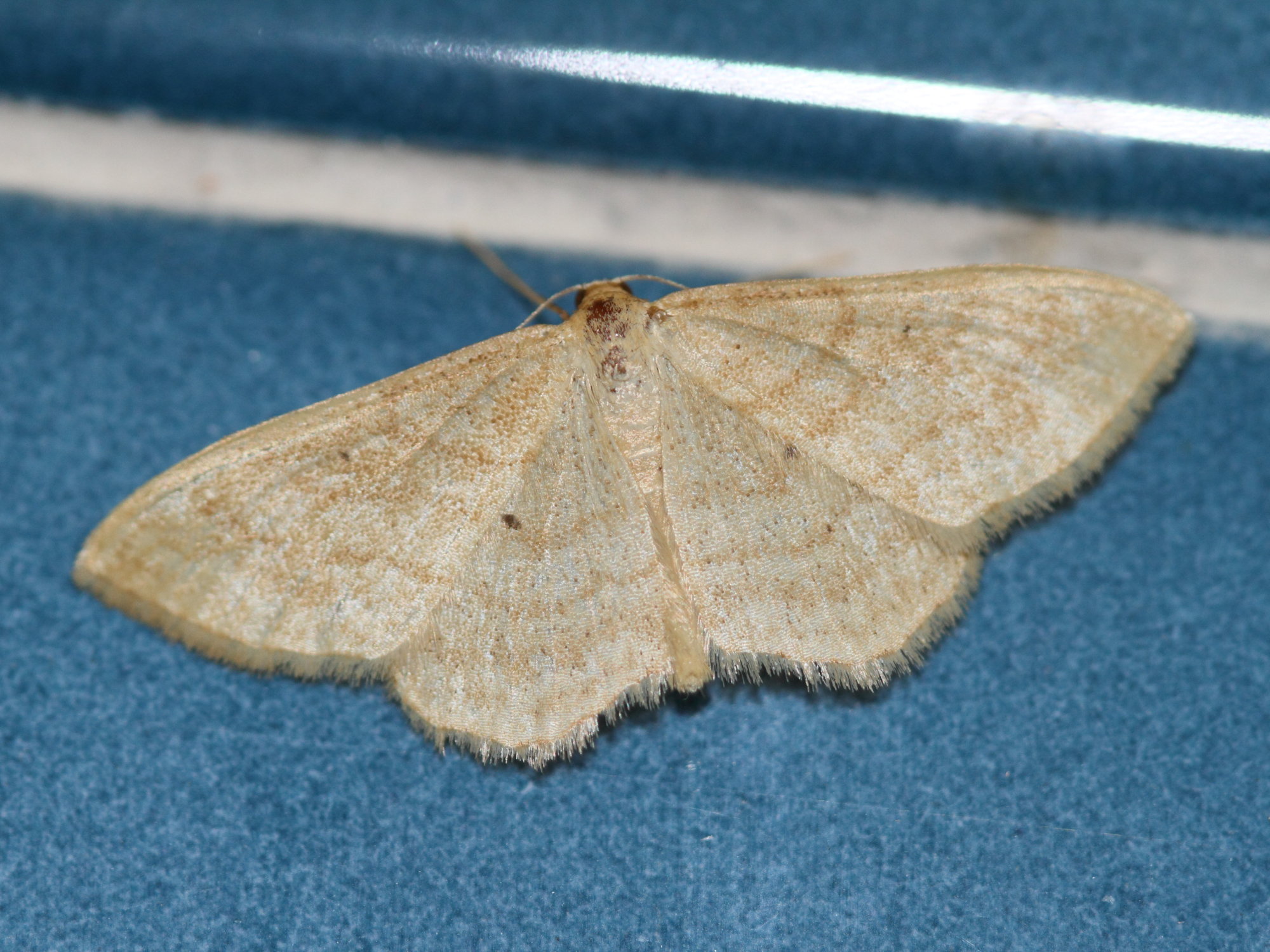 idaea_distinctariabd