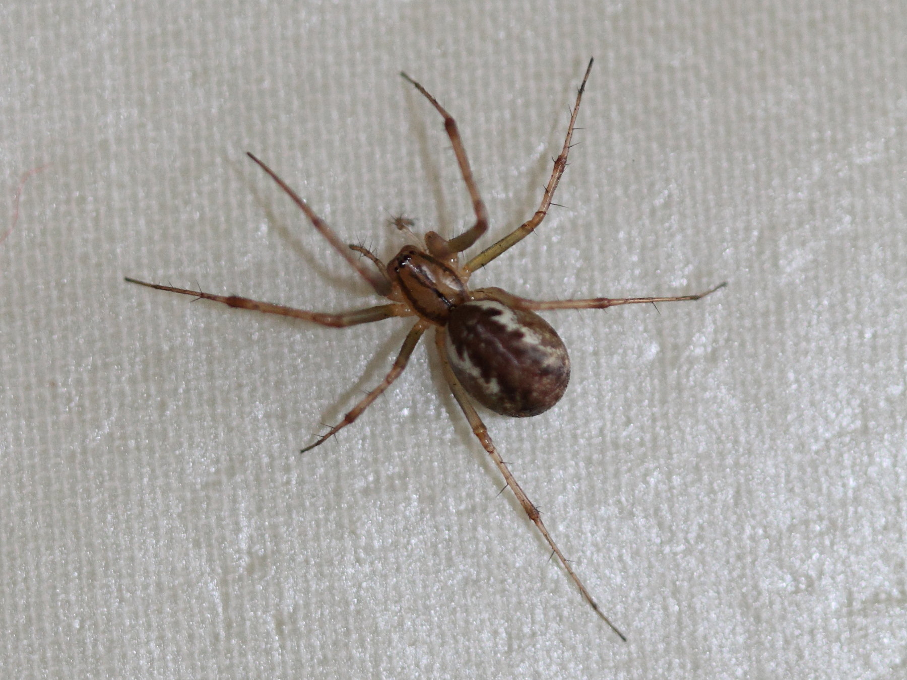 linyphia_triangularis1bd