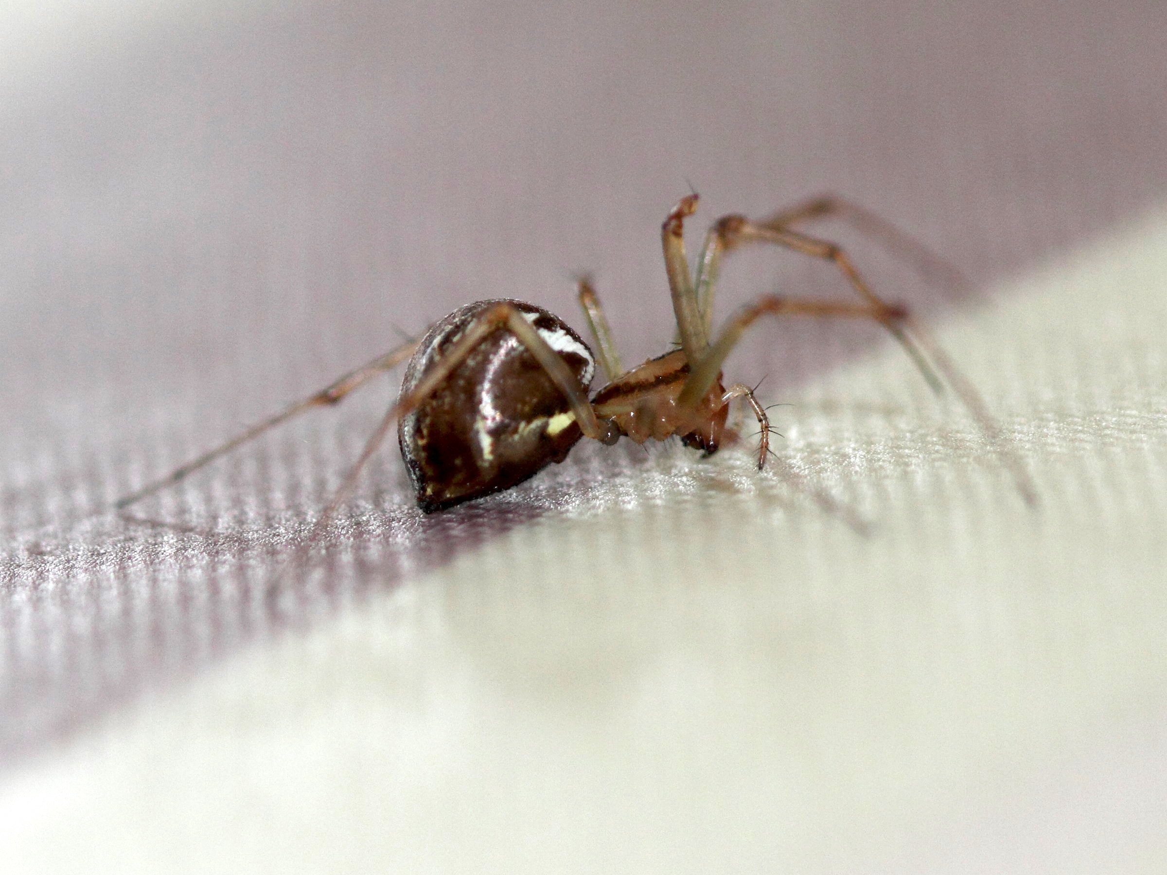 linyphia_triangularis2bd