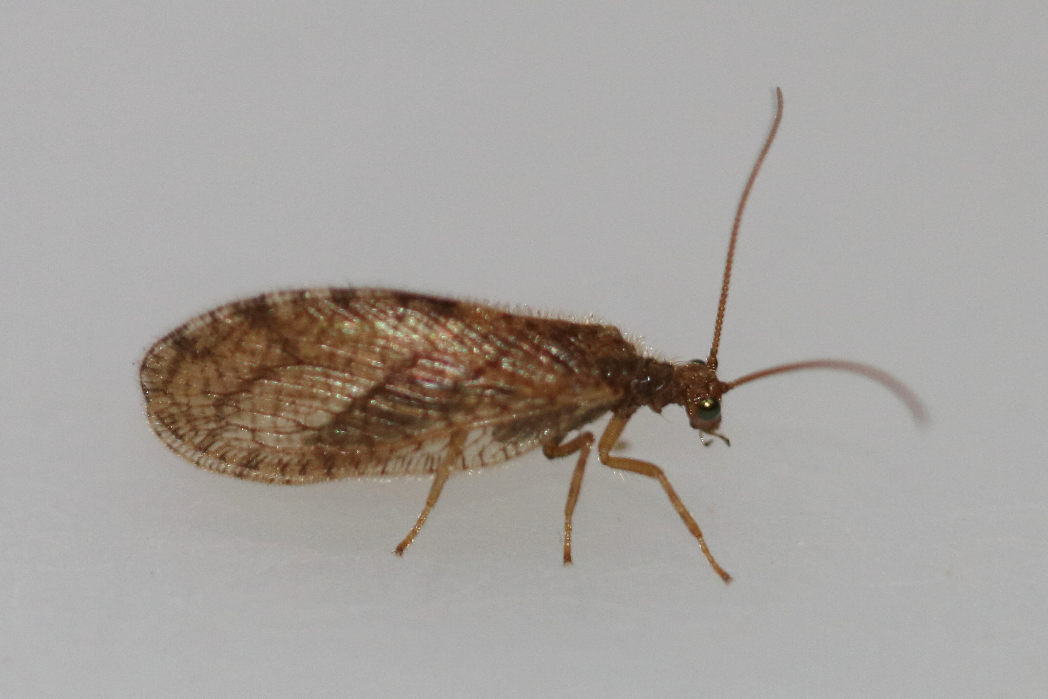 micromus_angulatus1md