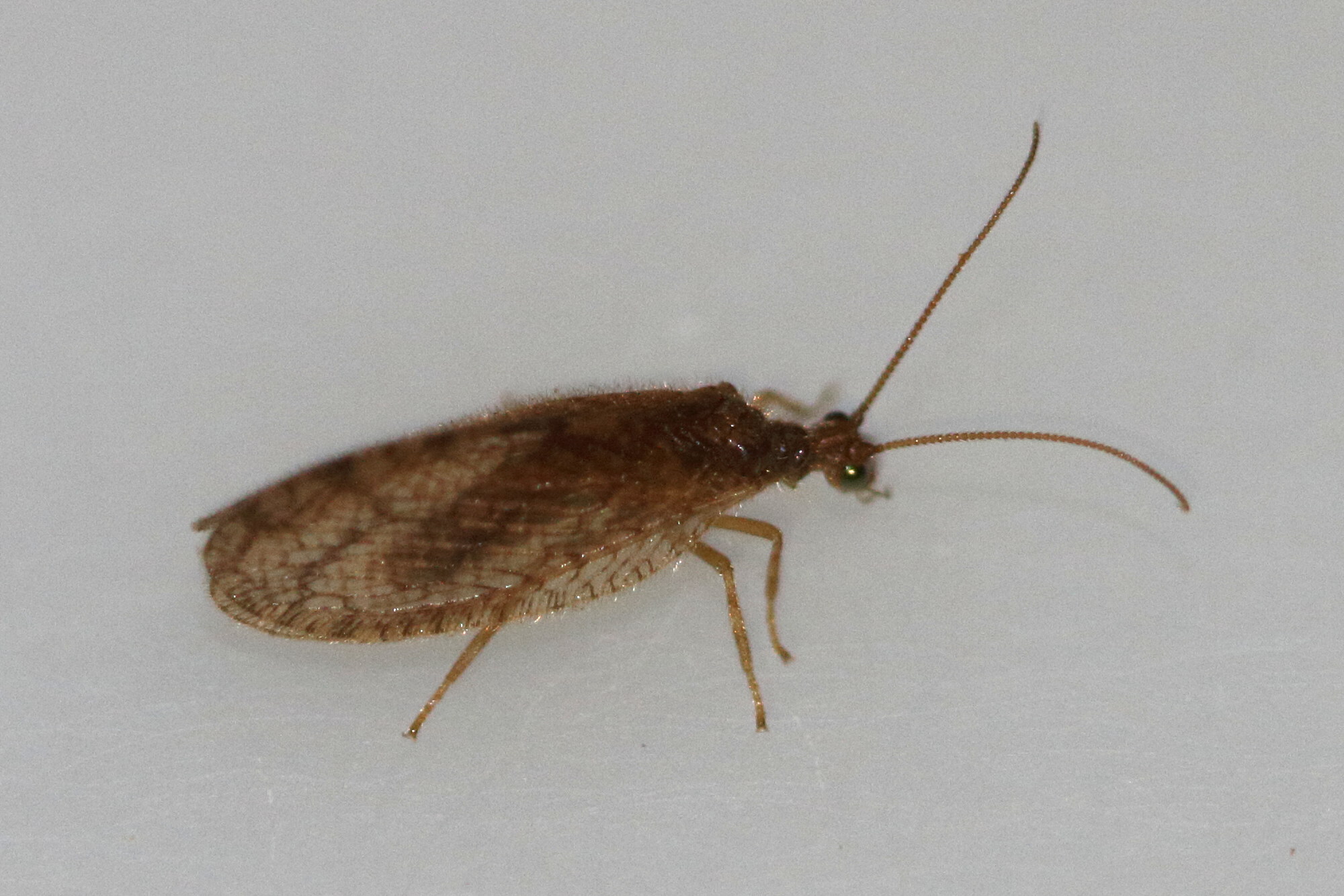 micromus_angulatus2md