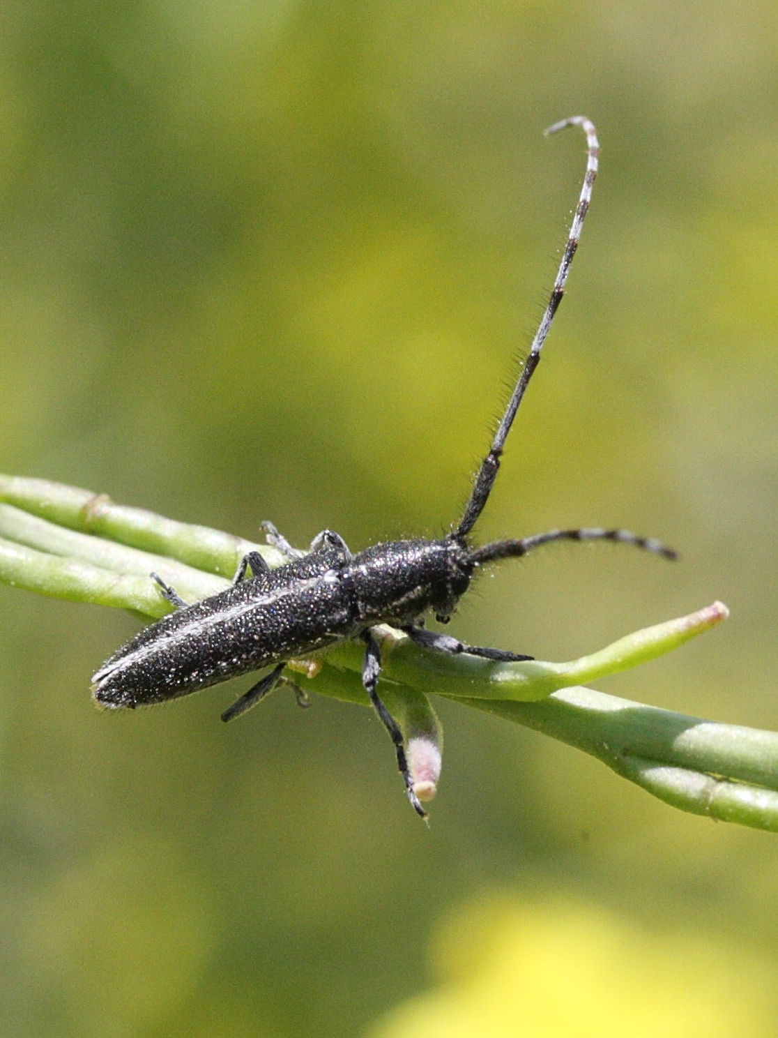 agapanthia_cardui1md