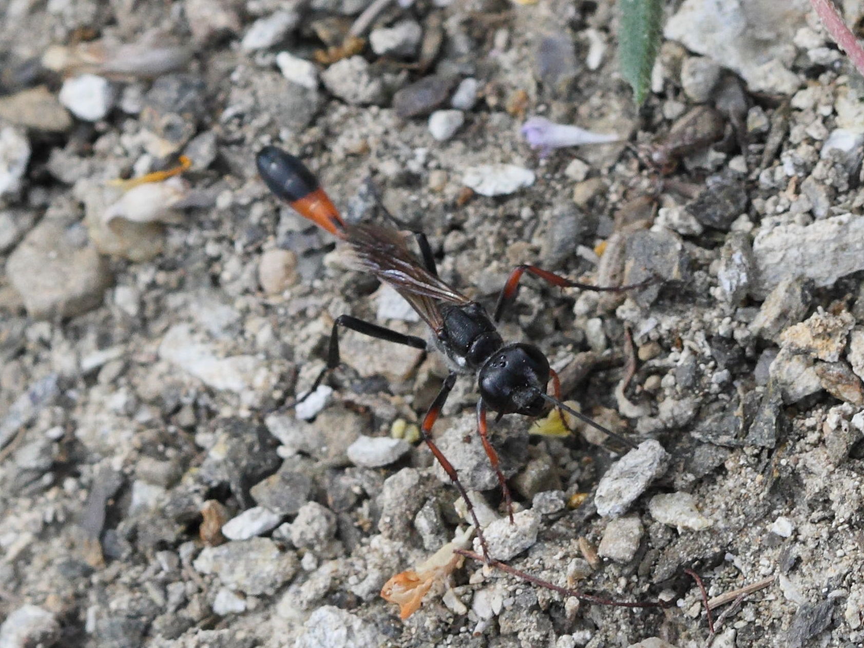 ammophila_heydeni1bd