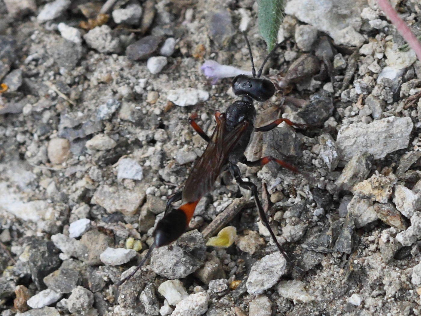 ammophila_heydeni2bd