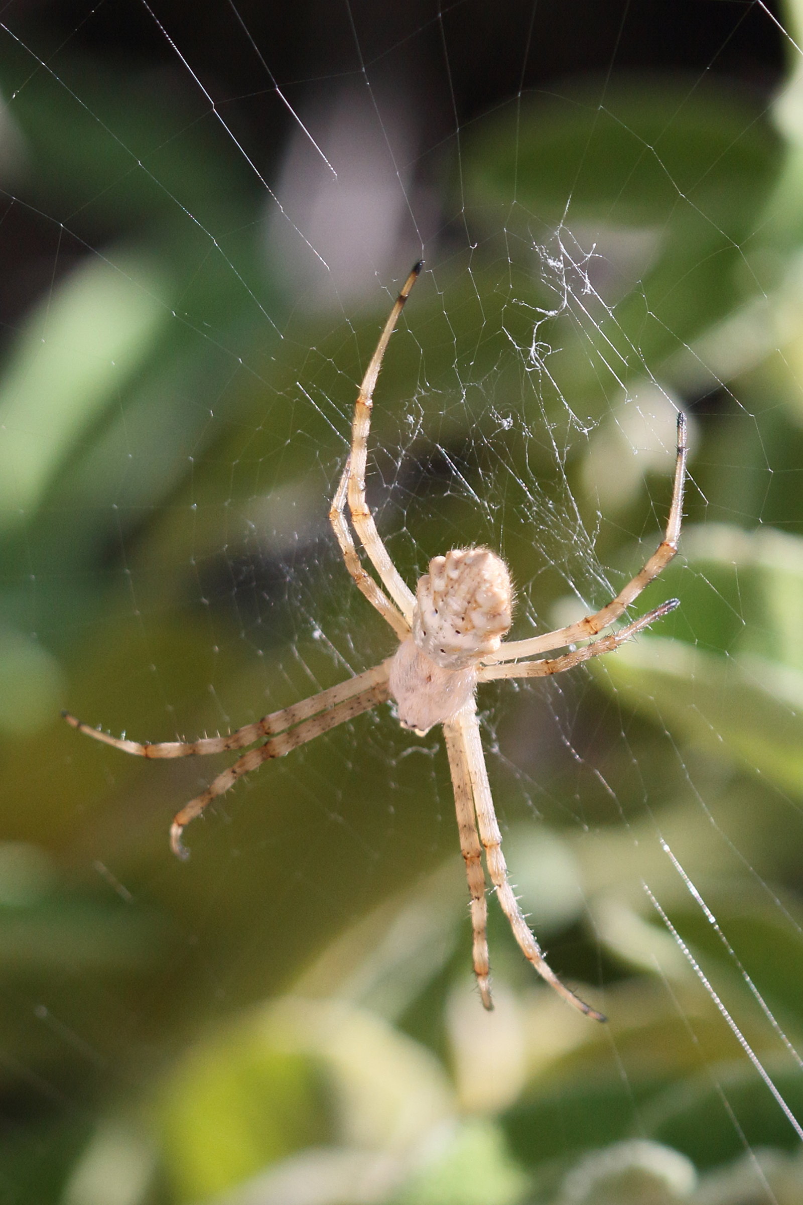 Afficher le média argiope_lobata3bd argiope_lobata3bd