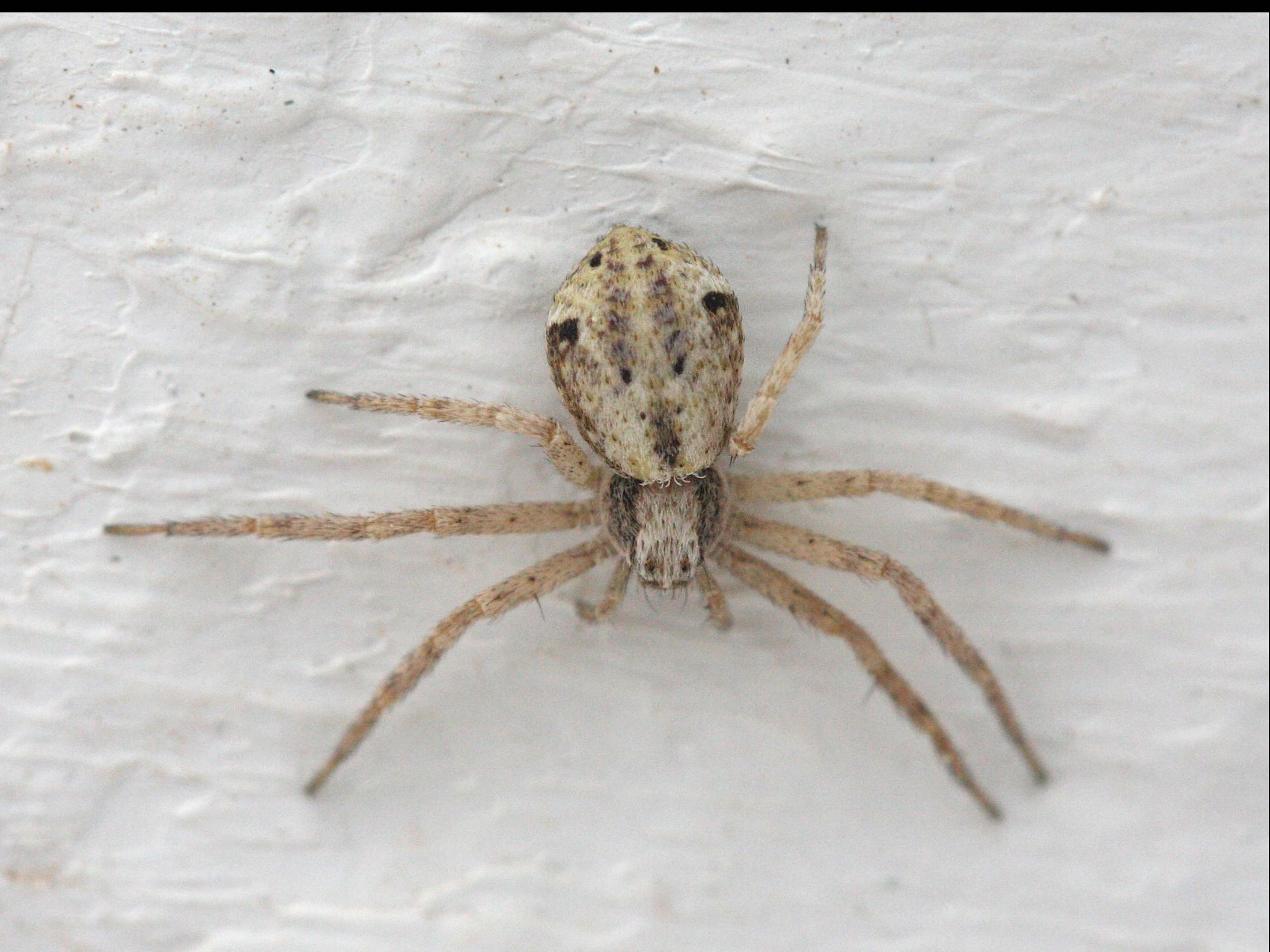 pulchellodromus_pulchellus1md