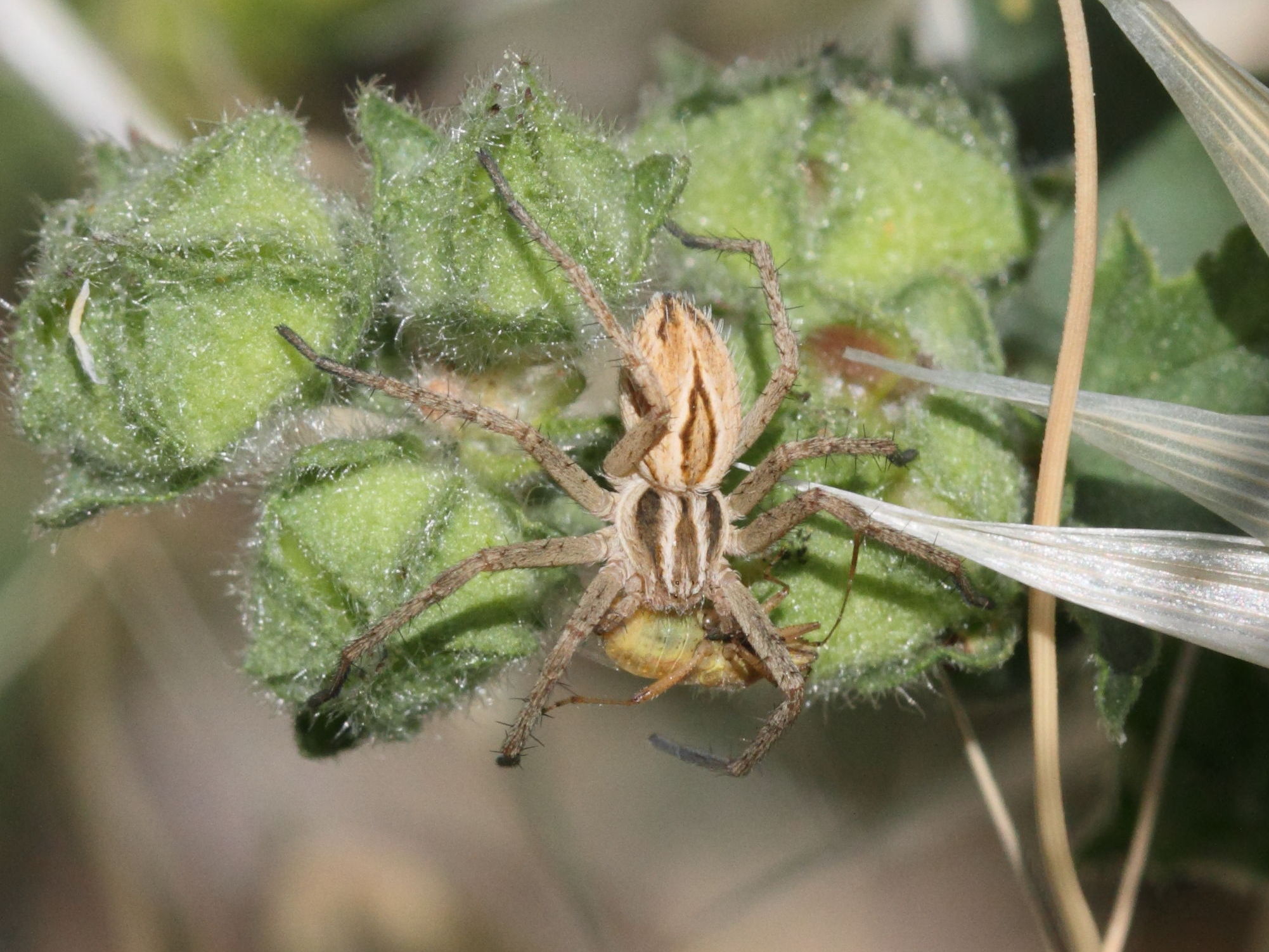 thanatus_vulgaris2bd