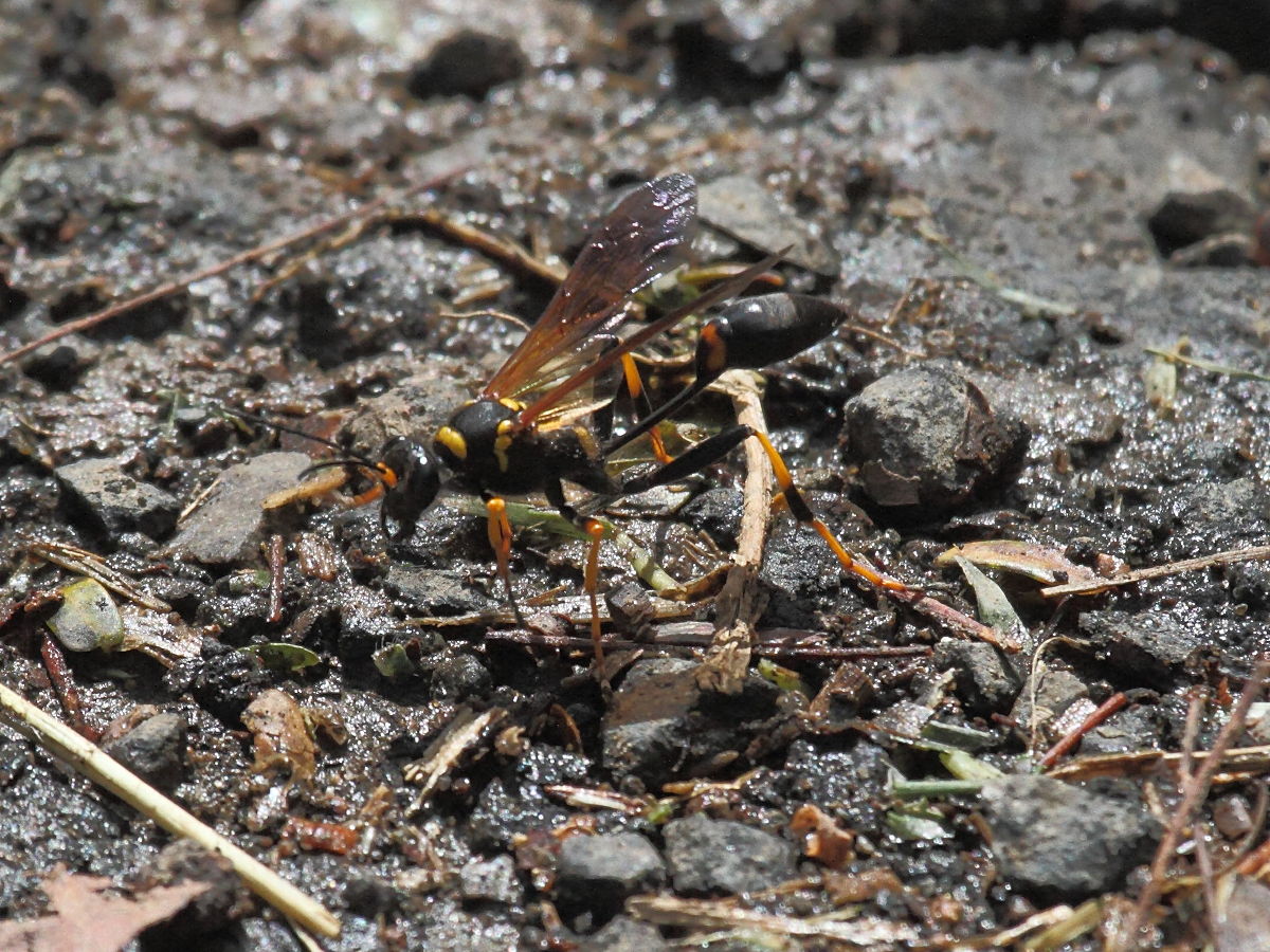 sceliphron_caementarium5bd