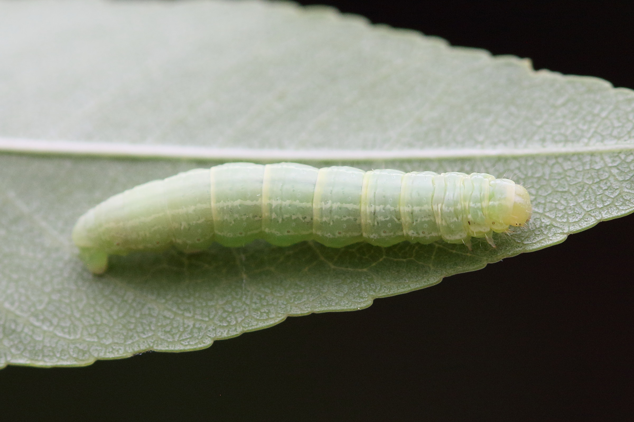 cosmia_trapezina_ch1bd