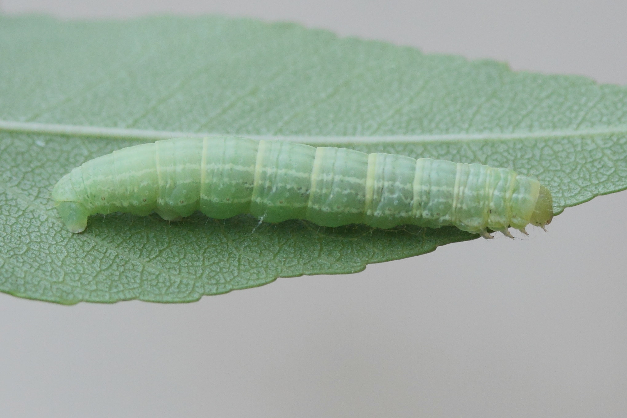 cosmia_trapezina_ch2md