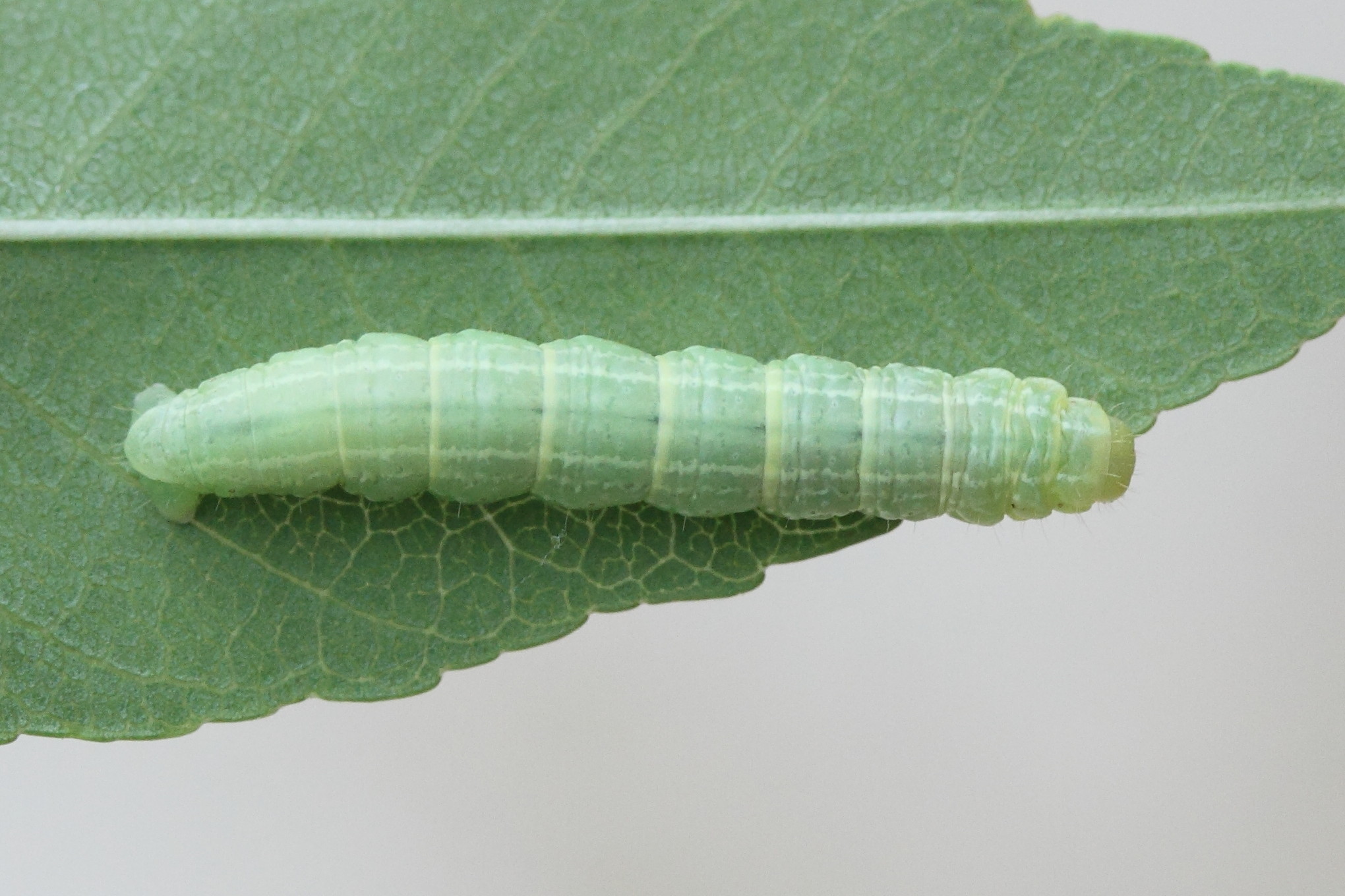 cosmia_trapezina_ch3md