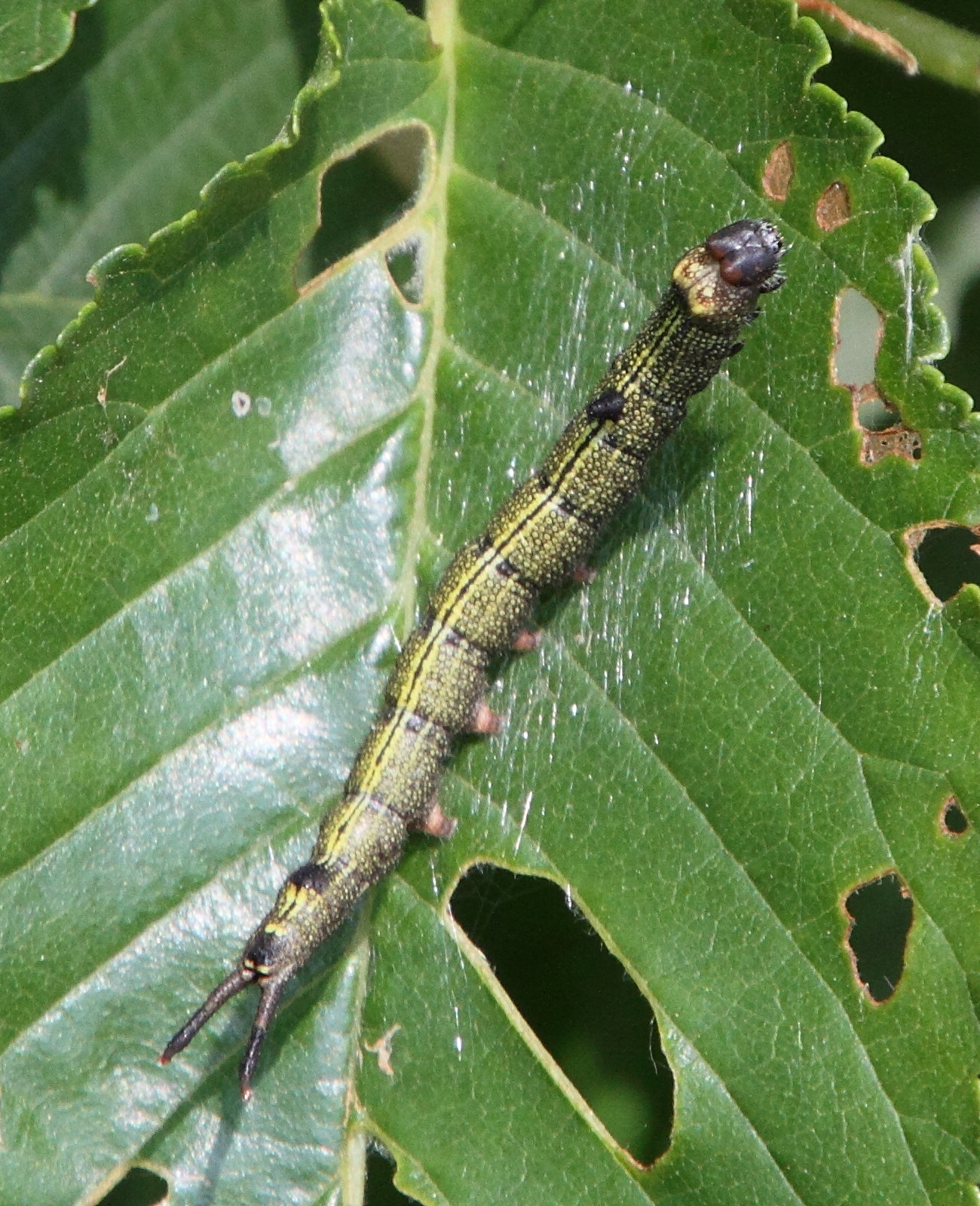 dicranura_ulmi_ch1md