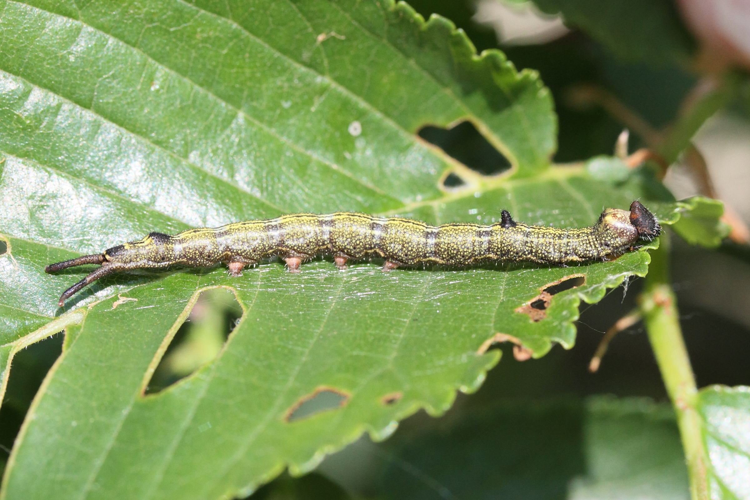 dicranura_ulmi_ch2md