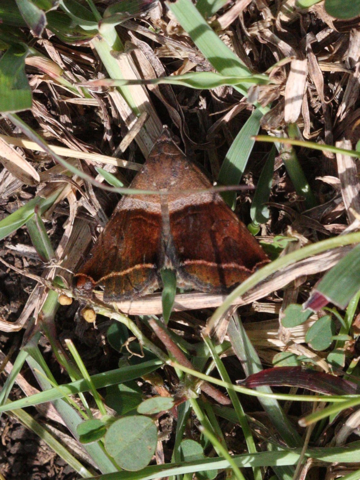 panula_inconstans2md