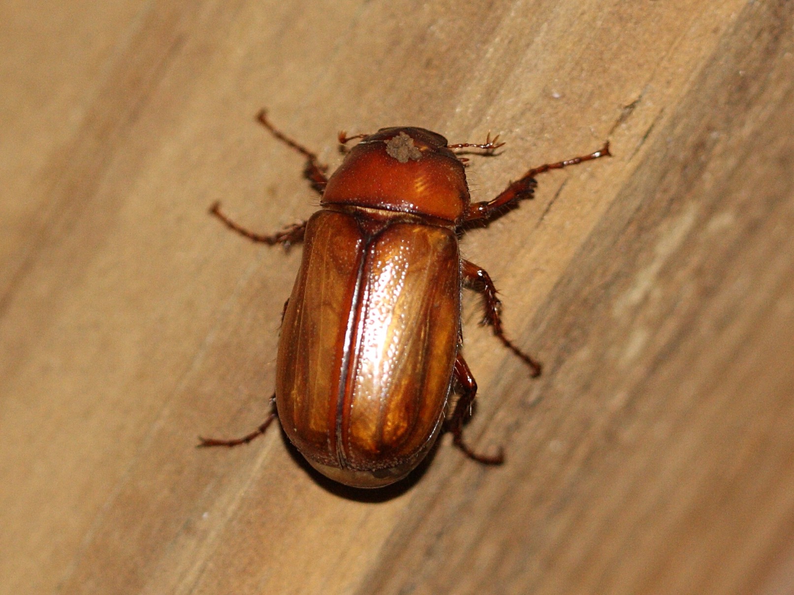 phyllophaga_plaei2md