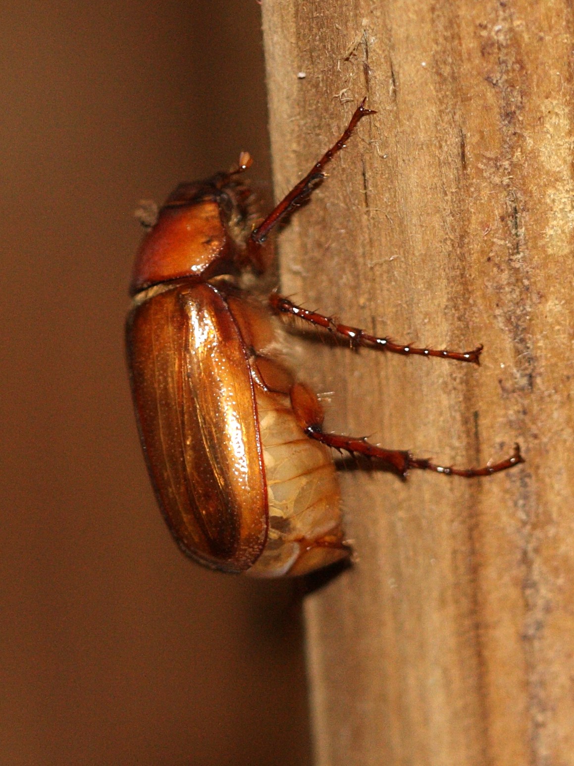 phyllophaga_plaei3md