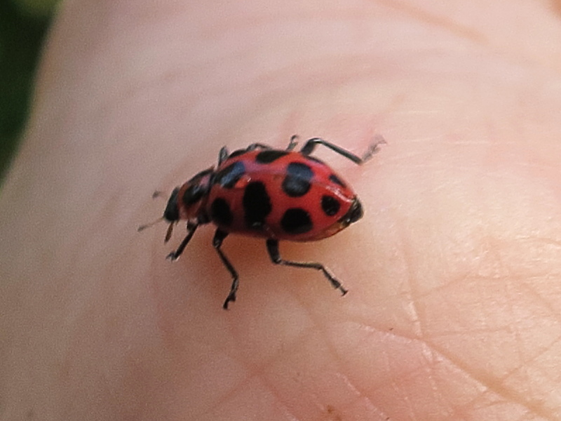 Afficher le média coleomegilla_maculata1md coleomegilla_maculata1md