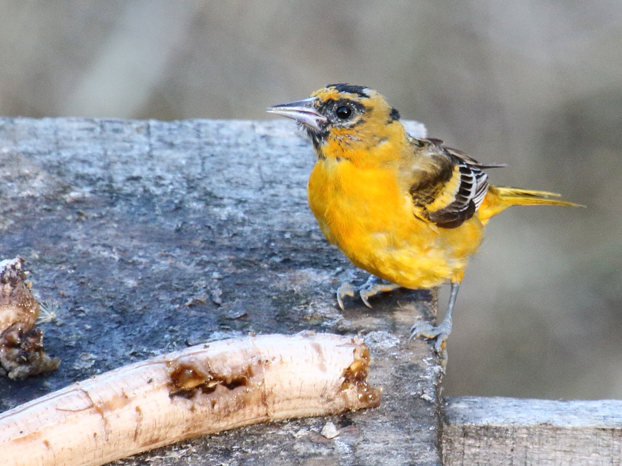 icterus_pustulatus1bd