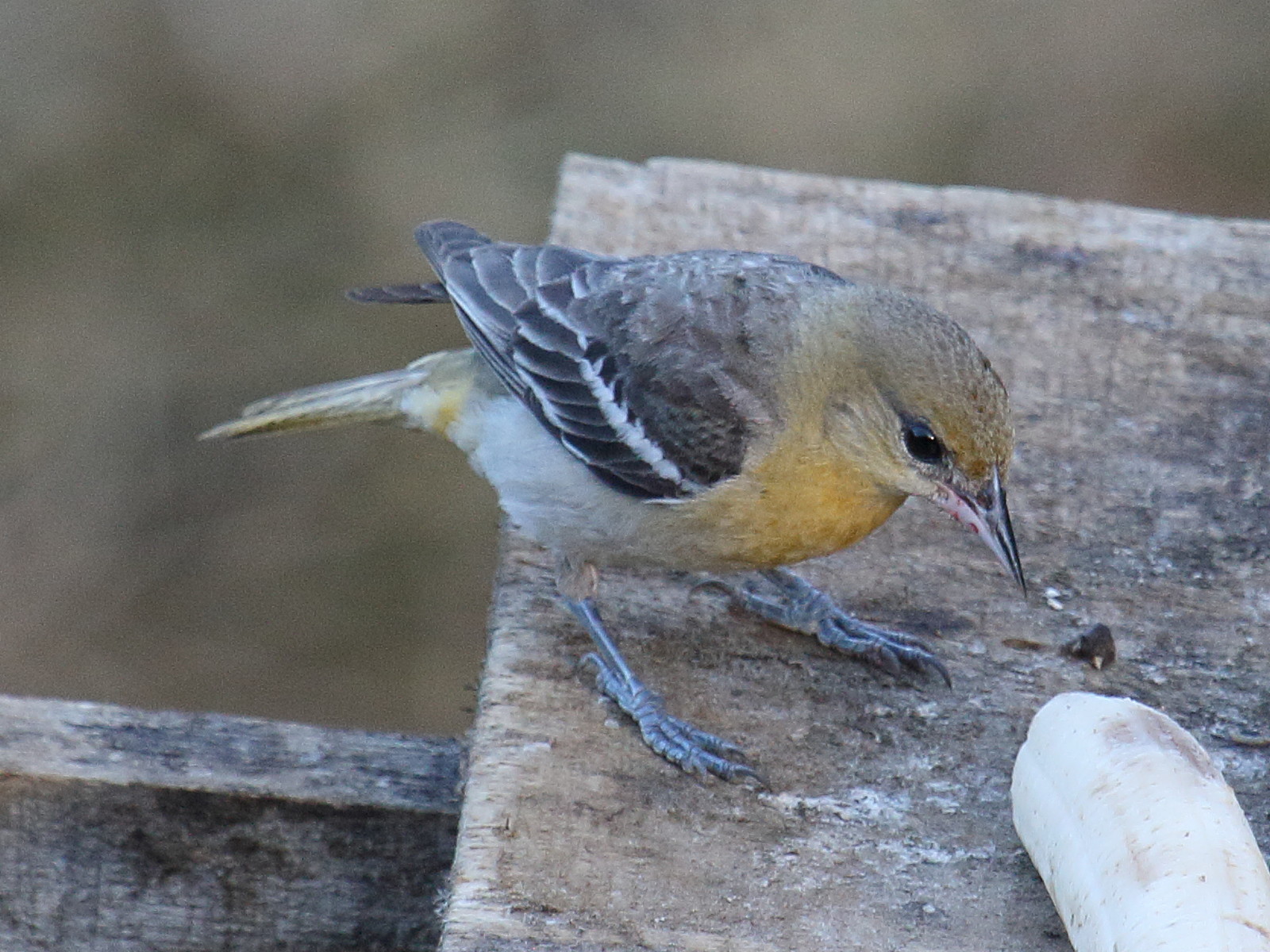 icterus_pustulatus2bd