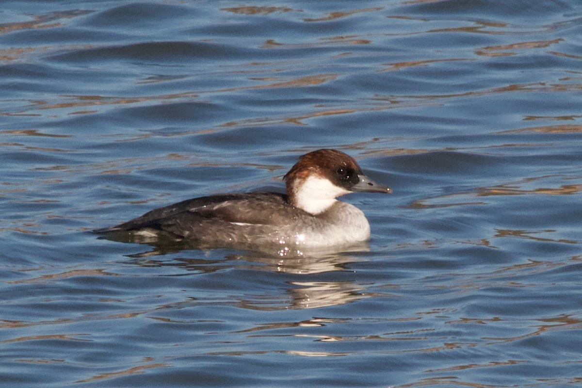 harle_piette_-_mergellus_albellus5md