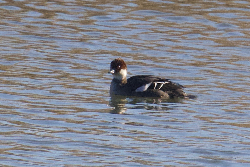 harle_piette_-_mergellus_albellus6bd