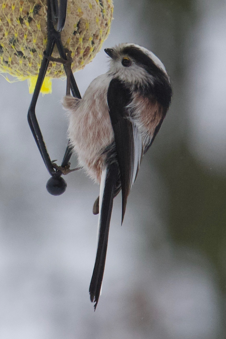 Afficher le média aegithalos_caudatus10bd aegithalos_caudatus10bd