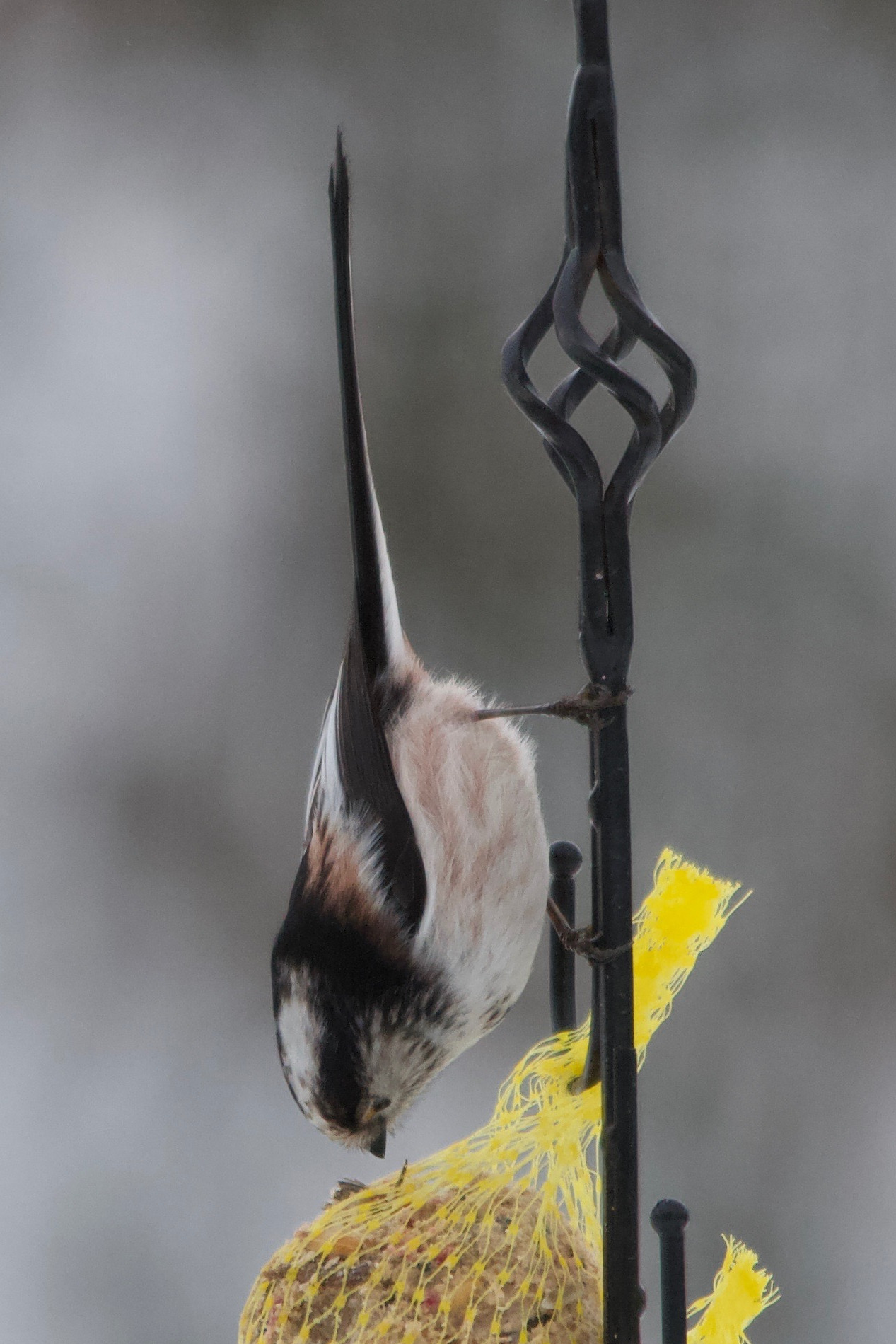 Afficher le média aegithalos_caudatus11md aegithalos_caudatus11md