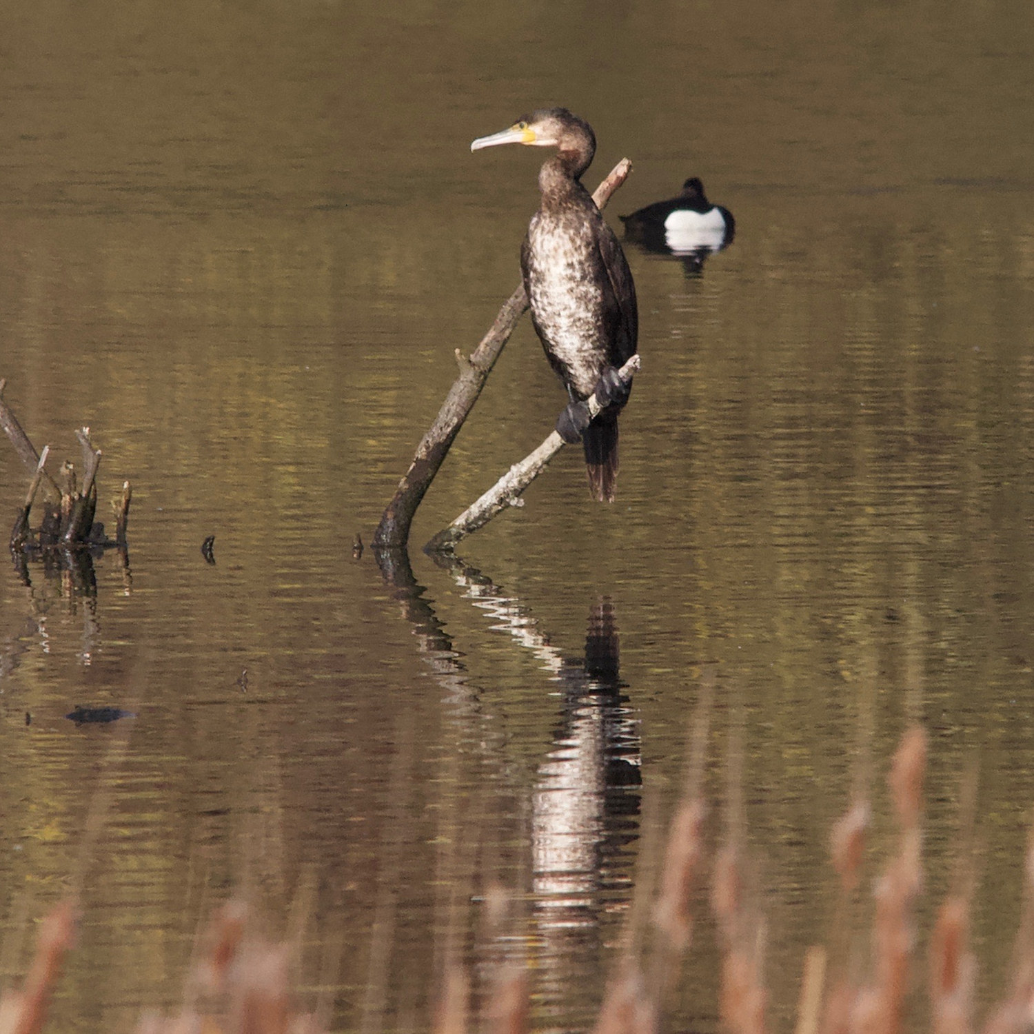 grand_cormoran_-_phalacrocorax_carbo13md