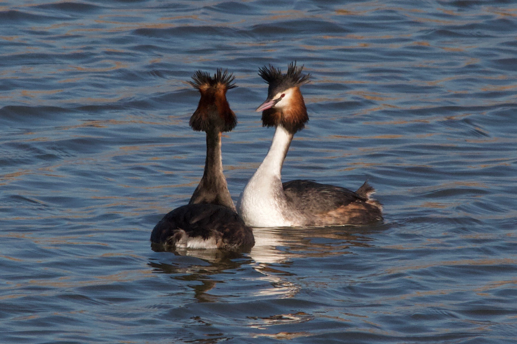 podiceps_cristatus13md