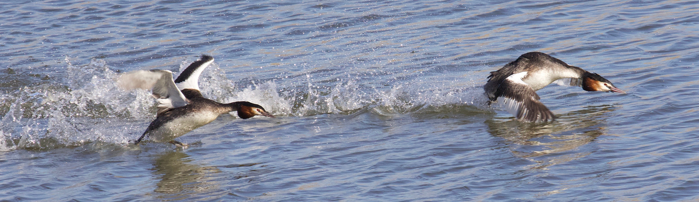 podiceps_cristatus14bd