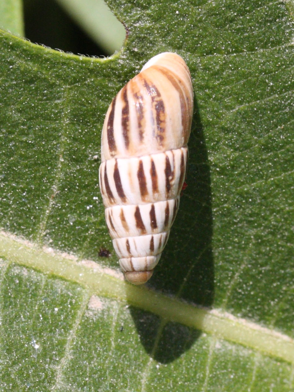 zebrine_fasciolata1md